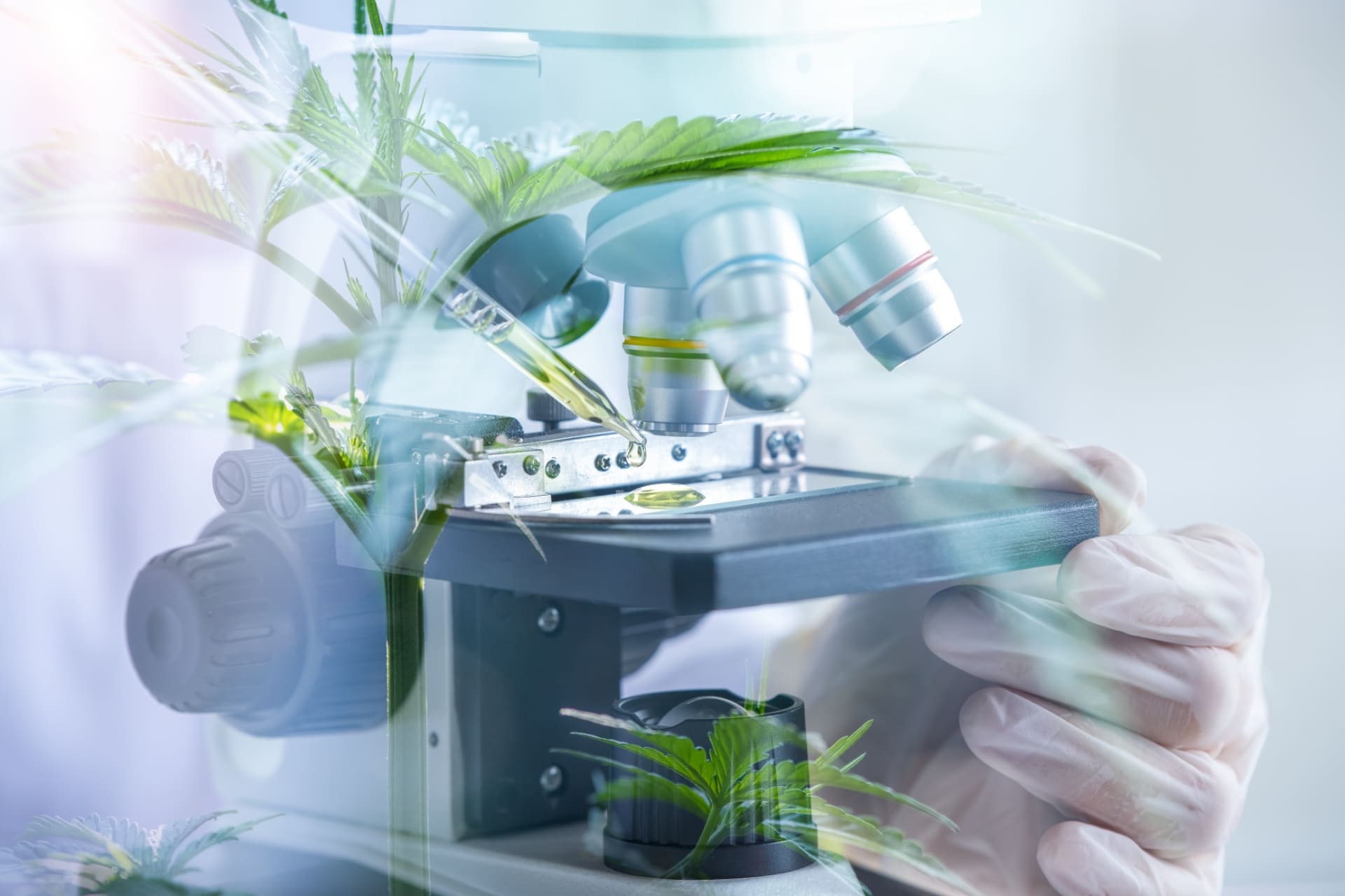 植物由来成分を研究する様子のイメージ